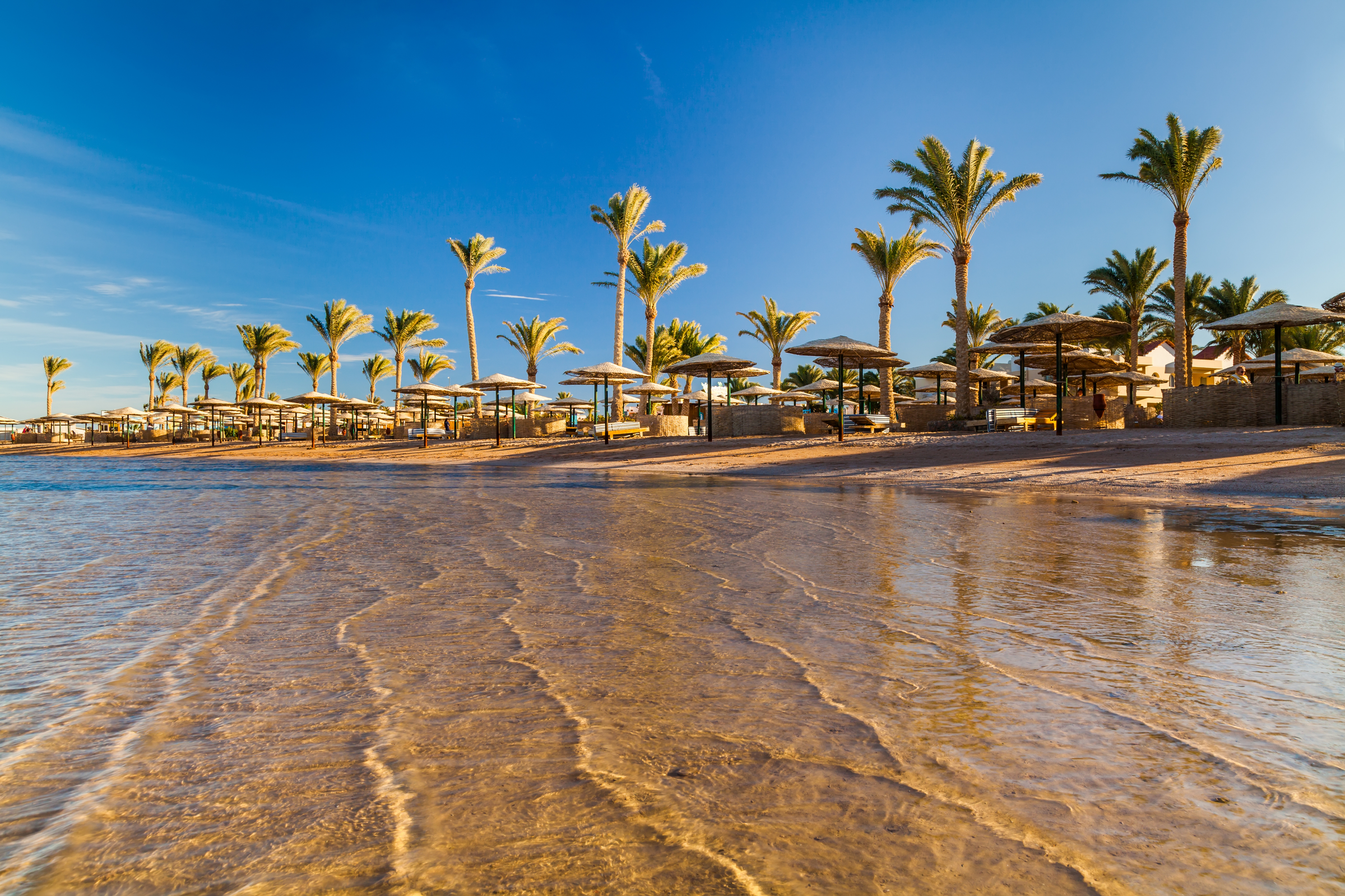 Beautiful sandy beach with palm trees at sunset. Egypt