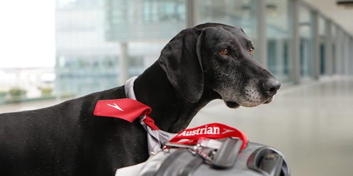 A dog with an Austrian bandana at the airport