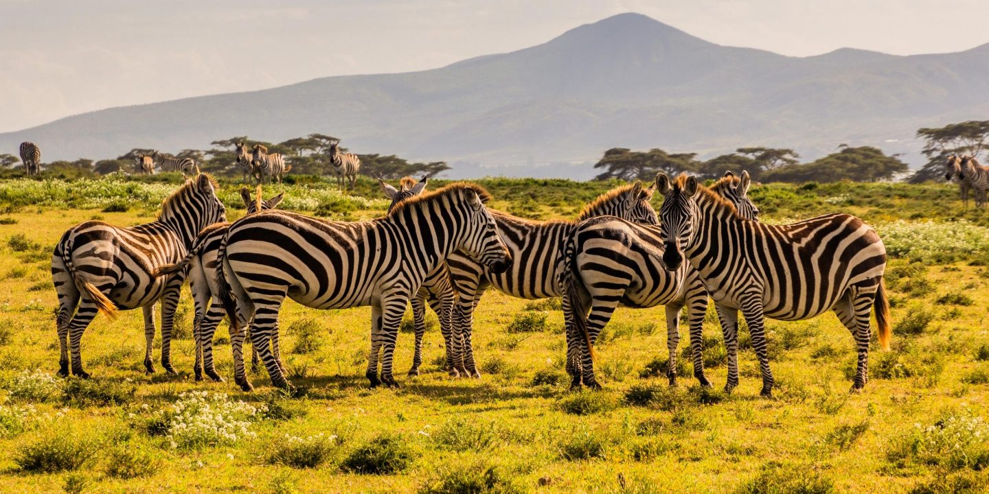 Burchell's zebras (Equus quagga burchellii) at Crescent Island Game Sanctuary on Naivasha lake, Kenya